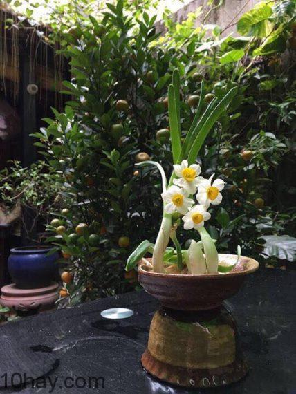 Cây hoa thủy tiên được làm theo yêu cầu của khách. Sản phẩm đầy tinh tế, nghệ thuật