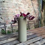 cây cảnh và cây hoa