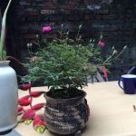 cây cảnh Việt Nam