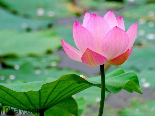 Top 10 loài hoa đẹp nhất Việt Nam và ý nghĩa của chúng