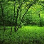 rừng đẹp nhất trên thế giới