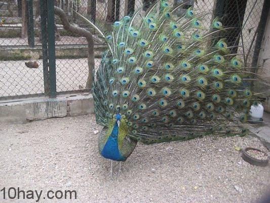 Chim cong_zpsapyng7vv