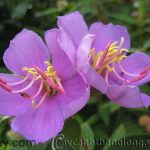 những bài thơ tình