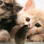 Lợi ích của việc nuôi mèo