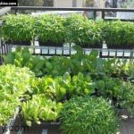 Cách trồng rau sạch tại nhà