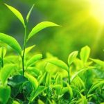 tác dụng làm đẹp da của trà xanh