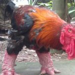 gà quý và ngon ở Việt Nam