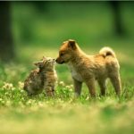 Kiếm tiền bằng cách bán ảnh,bệnh có thể mắc phải khi nuôi chó mèo