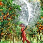 điểm du lịch hấp dẫn ở trà vinh