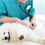 phòng khám thú y ở TPHCM