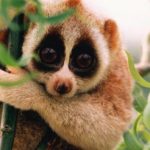 Loài vật lười biếng nhất thế giới
