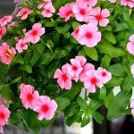 Cây cảnh tốt cho sức khỏe