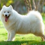 giống chó cảnh đẹp nhất Việt Nam