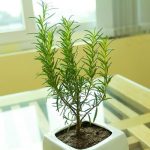 Top 10 cây thuốc quý không thể không trồng trong nhà mà bạn nên biết