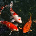 Loại cá quý hiếm và đắt nhất Việt Nam