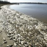 cá chết hàng loạt