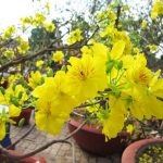 dịch vụ cho thuê mai tết TPHCM