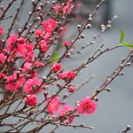 dịch vụ cho thuê đào tết hà nội