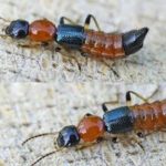 côn trùng độc nhất Việt Nam