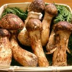 nấm đắt nhất thế giới