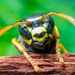 côn trùng nguy hiểm nhất thế giới