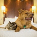 giữ chó mèo ngày tết hà nội