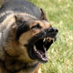 10 con vật nguy hiểm và cách thoát thân khi bị chúng tấn công