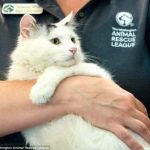 Dịch vụ trông giữ chó mèo ngày tết tại TPHCM