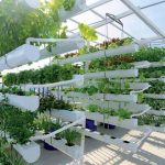 dịch vụ trồng rau sạch tại nhà