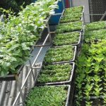 Top 10 dịch vụ trồng rau sạch tại nhà Đà Nẵng