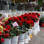 chợ hoa tết Nguyên Đán 2017 ở TPHCM