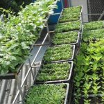 rau sạch tại nhà ở TPHCM