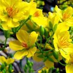 loài hoa nên trưng bày vào những ngày Tết