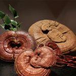 địa chỉ mua nấm linh chi ở Hà Nội