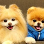 phụ kiện cho thú cưng ở TPHCM