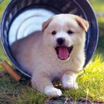 Top 10 loại thú cưng nuôi trong nhà nhiều nhất