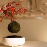 mua bonsai bay ở đâu