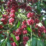 Cây cà phê loại cây công nghiệp lâu năm