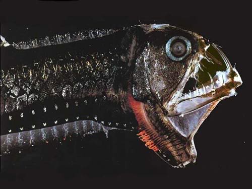Cá rắn viper - Loại cá có hình thù quái dị nhất thế giới