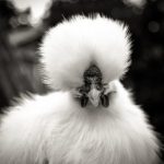 giống gà quý hiếm