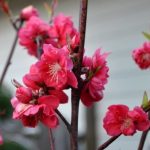 cây cảnh mang ý nghĩa đón tài lộc