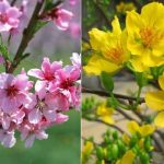 tết của hai miền Nam Bắc