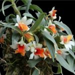 fanpage bán hoa lan rừng tại TPHCM