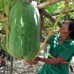 ngôi làng kỳ lạ