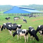 Mô hình chăn nuôi độc đáo tại Việt Nam