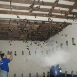 hướng dẫn kỹ thuật nuôi yến