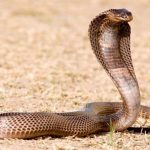 Rắn độc và nguy hiểm nhất - Rắn hổ mang xiêm có nọc độc gây chết người