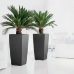 loại cây cảnh phù hợp làm quà mừng thọ