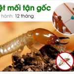 Top 5 dịch vụ diệt mối, diệt muỗi, diệt côn trùng tại nhà ở Hà Nội