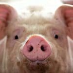 Top 10 công ty thức ăn chăn nuôi 2020